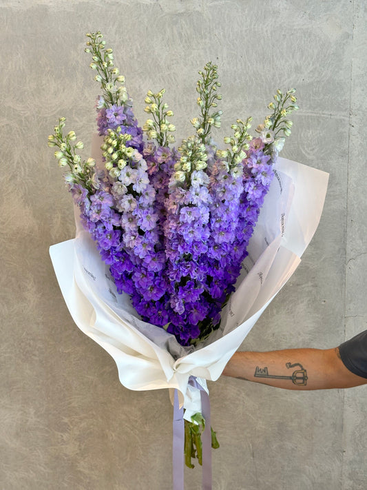Delphinium Lucky Dip